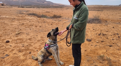 Gesplan y Voluntariado CaixaBank fomentan acciones de voluntariado en los centros de protección animal 