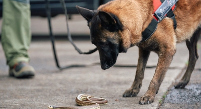#STOPCULEBRAREAL incorpora una unidad canina a la lucha contra especies exóticas invasoras