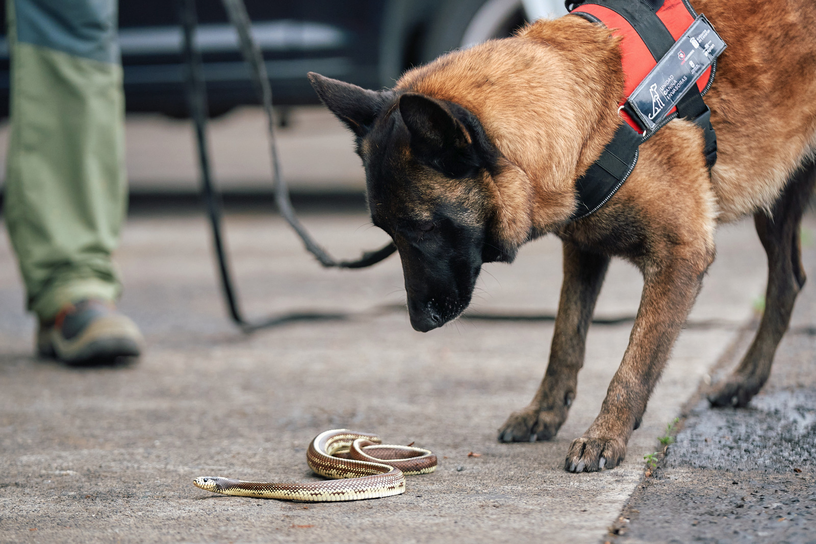 #STOPCULEBRAREAL incorpora una unidad canina a la lucha contra especies exóticas invasoras